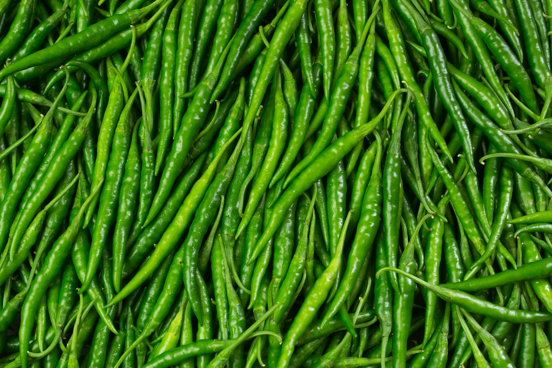 green pepper lot